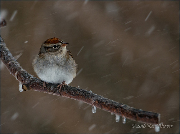 Chipping Sparrow Snow