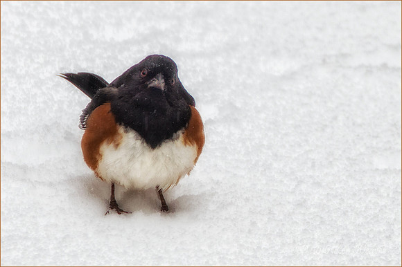 Eastern Towhee