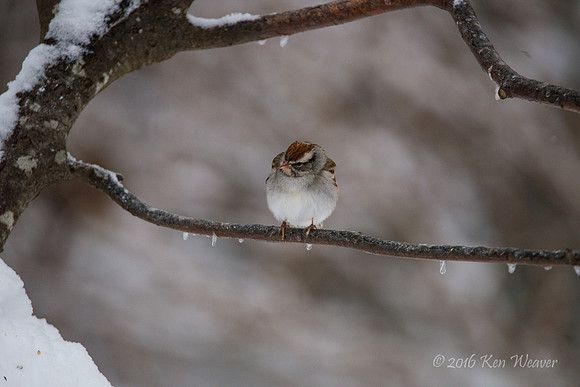 Sparrow on Icy Branch