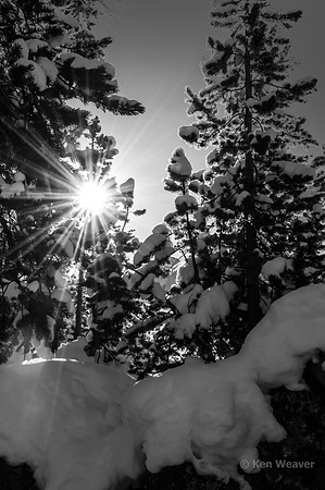 0092 90 Sunlight Thorough the Trees BW
