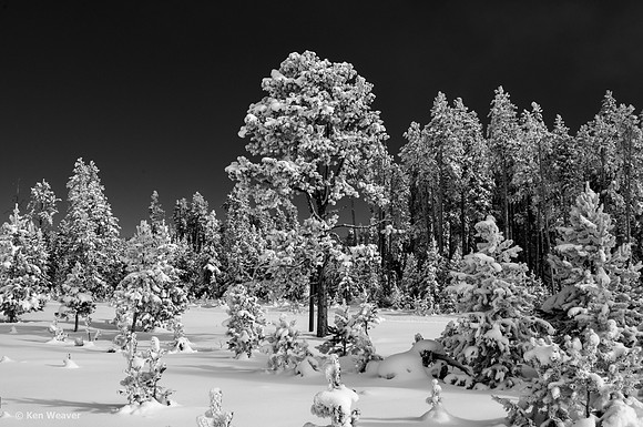 0158 90 Fresh Snow in the Park BW