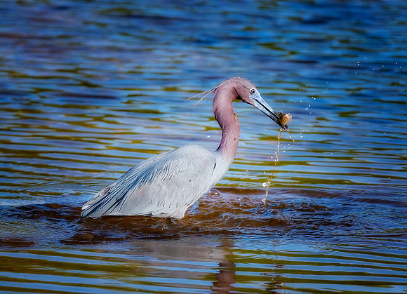 Reddish Egret Fishing 08