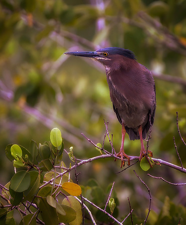 Heron Indigo Trail