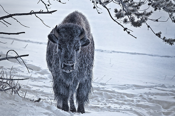 0064 Lone Bison