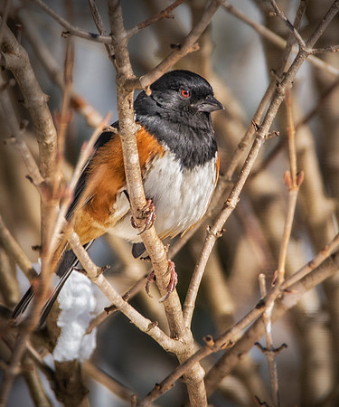 Towhee in Snowy Brambles