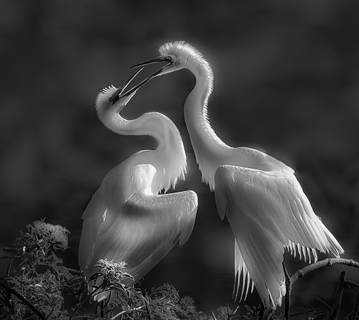 Dueling Egrets II