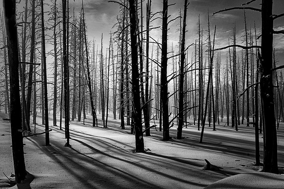 Long Shadows After the Fire