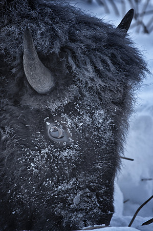 0032 Bison with Ice Frosting