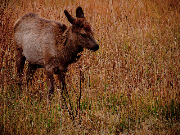 Elk Calf