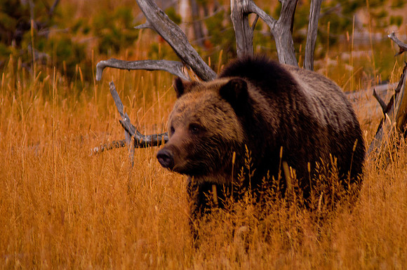 Grizzly Bear in Hyden Valley