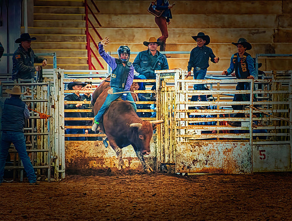 Steer Rider Stall 4