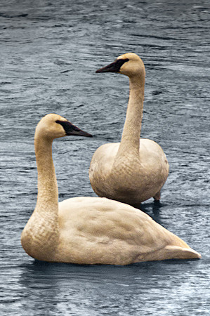 0119 Trumpeter Swans
