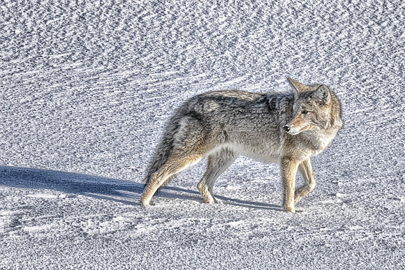 0349 Coyote