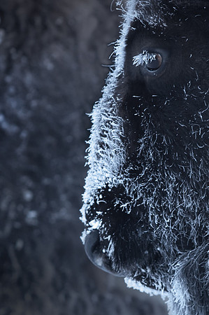 0070 Bison w Frosted Eyelashes