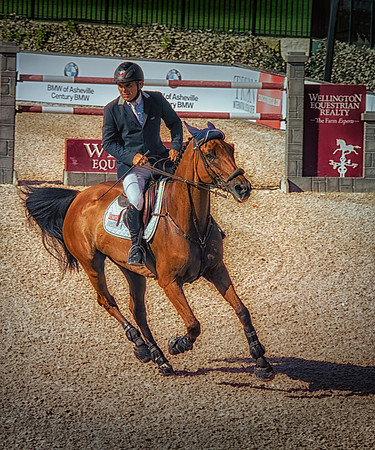 Equestrian Wellington