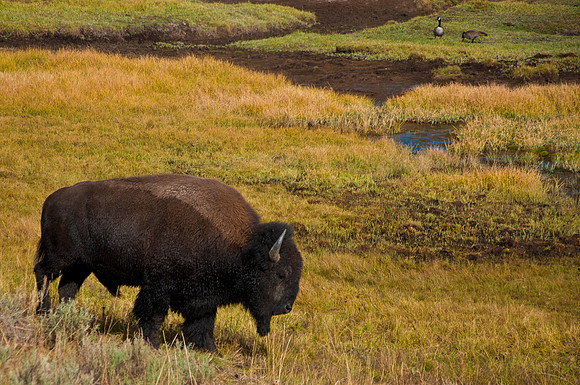 Bison in Hyden Valley
