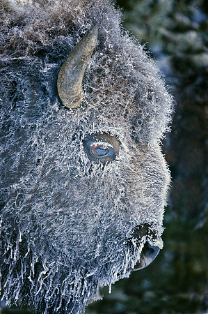 Frosted Bison
