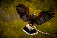 014 Harris's Hawk Landing 1
