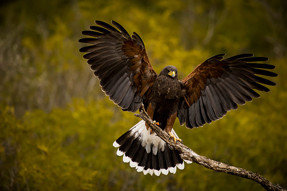 014 Harris's Hawk Landing 1
