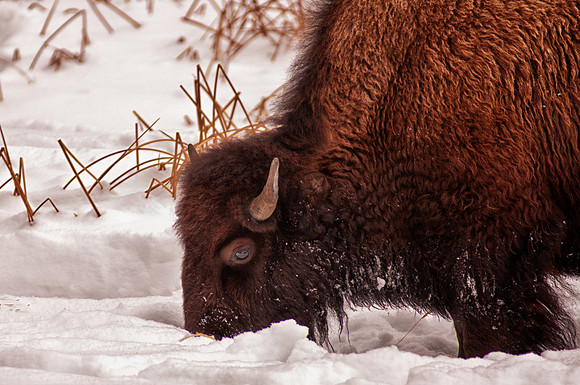 Young Bison Foraging in Snow