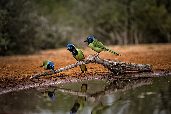 1063 Trio of Green Jays near Pool