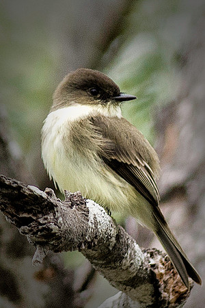 0008 Eastern Phoebe
