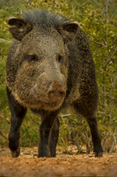 0292 Javelina