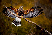 0037 Harris's Hawk