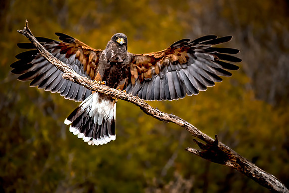 0037 Harris's Hawk