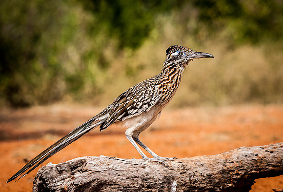 2230 Roadrunner