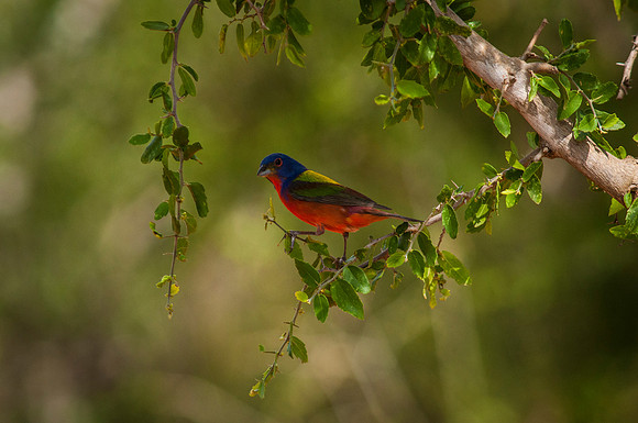 2203 Painted Bunting in Tree