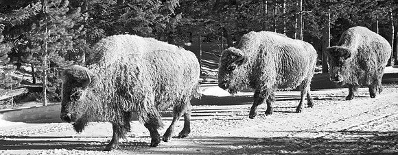 0100 Bison Walk