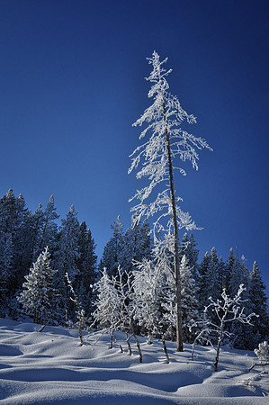 0304 Frosted Tree at Mud Volcano
