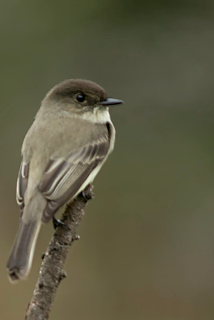 0063 Eastern Phoebe on Branch