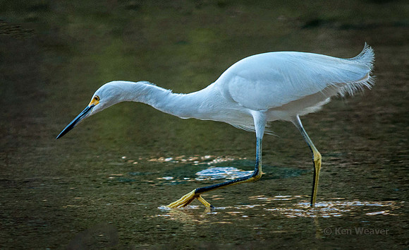 0163 90 Snowy Egret on the Hunt