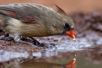0060 Pyrrhuloxia Male Drinking