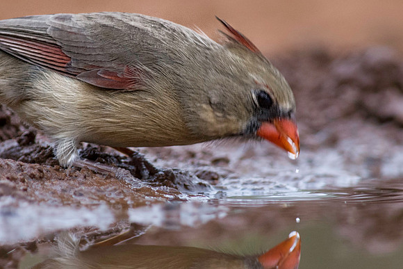 0060 Pyrrhuloxia Male Drinking