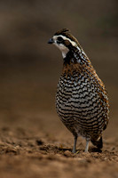 0128 Bob White Quail