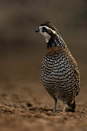 0128 Bob White Quail