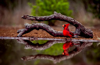 807 Cardinal by Pool