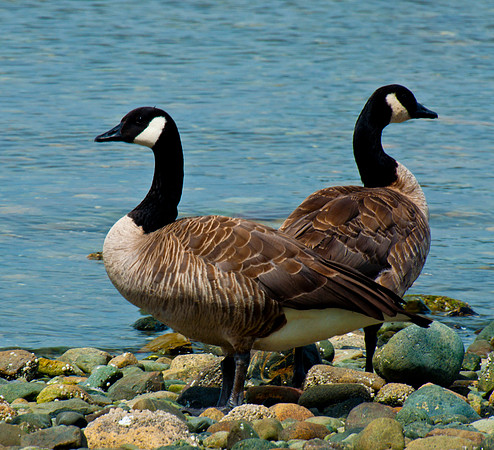 Goose Mirrors