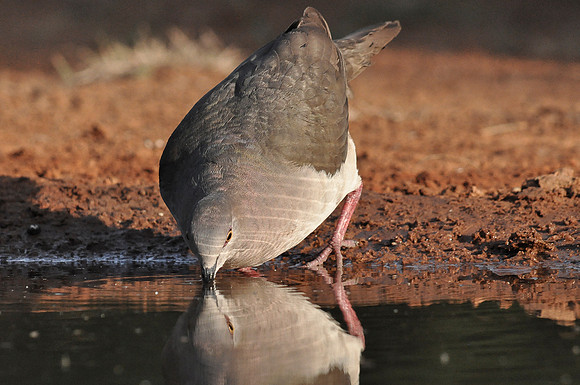 2154 White Winged Dove