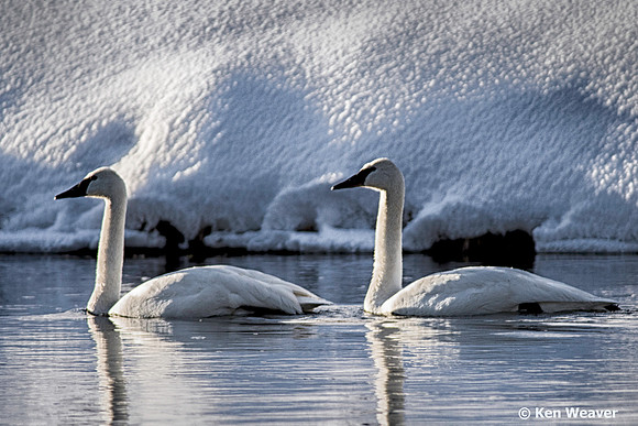 0008 600 Pair of Trumpeters in Madison River