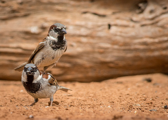 6537 Two Story Lark Sparrows