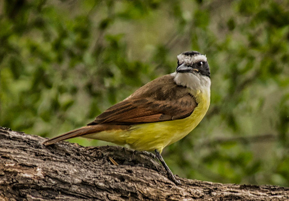0034 Great Kiskadee
