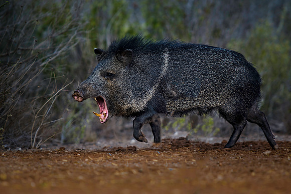 0391 Collared Peccary