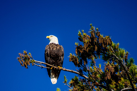 Bass Island Bald Eagle