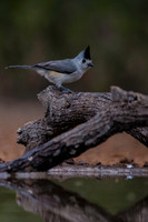0087 Black Crested Titmouse