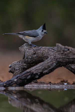 0087 Black Crested Titmouse