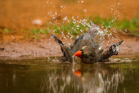 6570 Female Cardinal Bathing